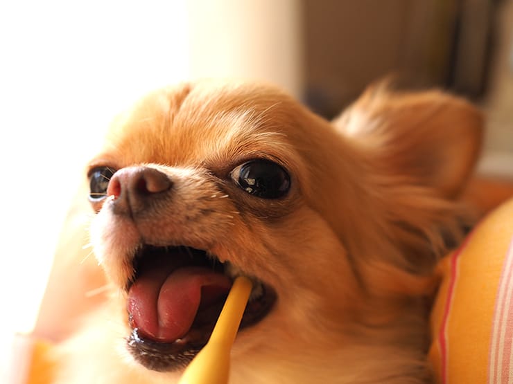 歯磨きの犬