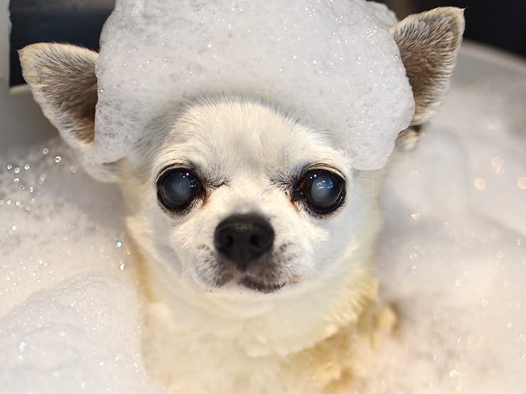 入浴中の犬