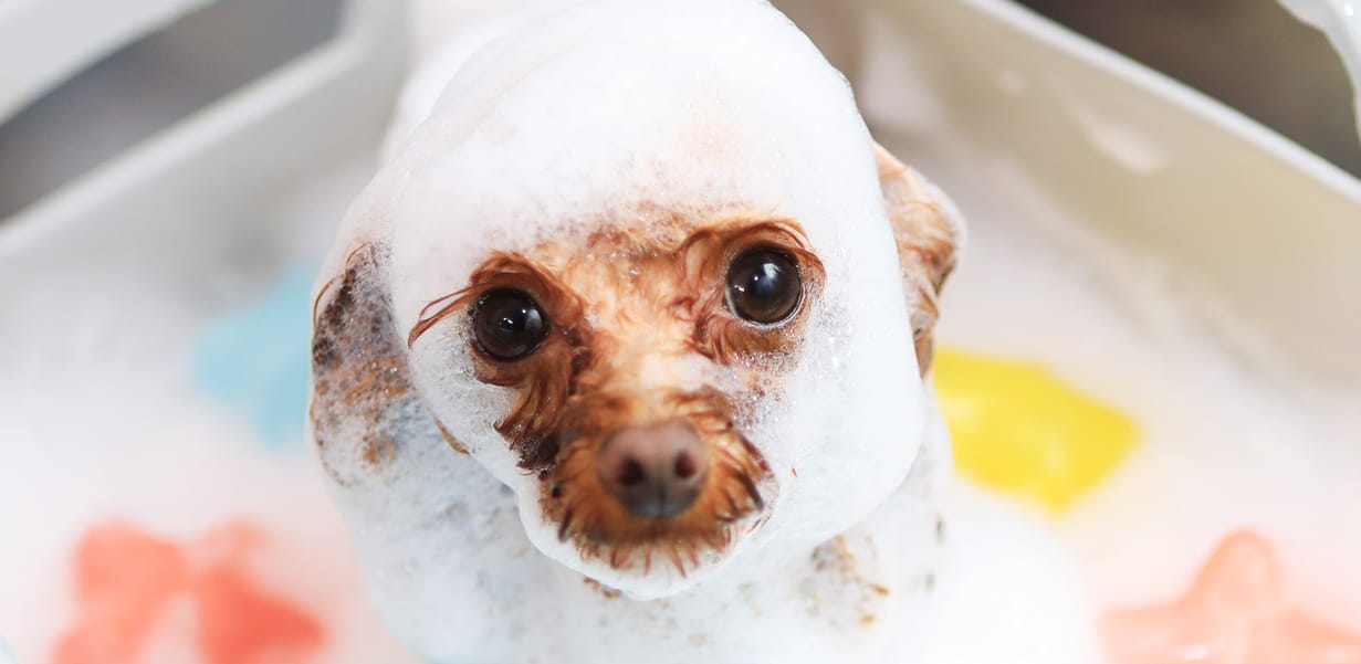 入浴中の犬